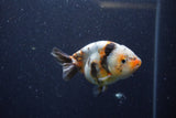 Juvenile Ranchu  Calico 3.5 Inch (ID#1224R9b-56) Free2Day SHIPPING