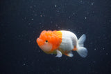 Juvenile Lionchu  Red White 3.5 Inch (ID#1231R11a-15) Free2Day SHIPPING