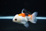 Juvenile Thai Oranda  Tricolor 3.5 Inch (ID#1112To13b-92) Free2Day SHIPPING