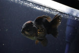 Short Body Thai Oranda  Black 4 Inch (ID#1004To14a-44) Free2Day SHIPPING Please see notes