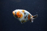 Juvenile Ranchu  Calico 3.5 Inch (ID#1224R9b-56) Free2Day SHIPPING