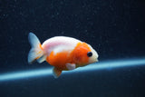 Baby Ranchu  Sakura 2.5 Inch (ID#1210R9c-50) Free2Day SHIPPING