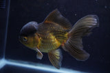 Thai Oranda  Bronze 5 Inch (ID#924To2b-88) Free2Day SHIPPING