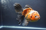 Giant Thai Oranda   Calico 7.5 Inch (ID#1008To10a-108)