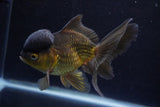 Thai Oranda  Bronze 5 Inch (ID#924To2b-88) Free2Day SHIPPING