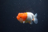 Juvenile Lionchu  Red White 3.5 Inch (ID#1231R11a-15) Free2Day SHIPPING