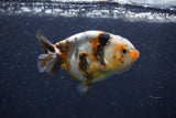 Juvenile Ranchu  Calico 3.5 Inch (ID#1224R9b-56) Free2Day SHIPPING