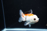 Juvenile Thai Oranda  Tricolor 3.5 Inch (ID#1112To13b-92) Free2Day SHIPPING