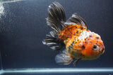 Giant Thai Oranda   Calico 7.5 Inch (ID#1008To10a-108)