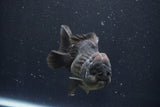 Short Body Thai Oranda  Black 4 Inch (ID#1004To14a-44) Free2Day SHIPPING Please see notes