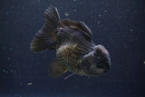 Short Body Thai Oranda  Black 4 Inch (ID#1004To14a-44) Free2Day SHIPPING Please see notes