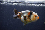 Juvenile Ranchu  Calico 3.5 Inch (ID#1224R9b-56) Free2Day SHIPPING