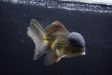 Thai Oranda  Bronze 5 Inch (ID#924To2b-88) Free2Day SHIPPING