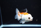 Juvenile Thai Oranda  Tricolor 3.5 Inch (ID#1112To13b-92) Free2Day SHIPPING