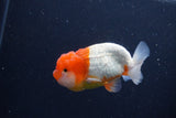 Juvenile Lionchu  Red White 3.5 Inch (ID#1231R11a-15) Free2Day SHIPPING