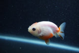 Baby Ranchu  Sakura 2.5 Inch (ID#1210R9c-50) Free2Day SHIPPING