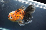 Giant Thai Oranda   Calico 7.5 Inch (ID#1008To10a-108)