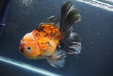 Giant Thai Oranda   Calico 7.5 Inch (ID#1008To10a-108)