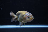 Ranchu  Lavender 3.5 Inch (ID#307R8c-61) Free2Day SHIPPING
