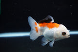 Juvenile Thai Oranda  Tricolor 3.5 Inch (ID#1112To13b-92) Free2Day SHIPPING