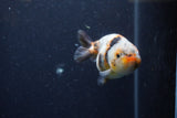 Juvenile Ranchu  Calico 3.5 Inch (ID#1224R9b-56) Free2Day SHIPPING