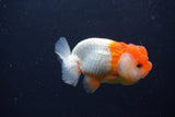 Juvenile Lionchu  Red White 3.5 Inch (ID#1231R11a-15) Free2Day SHIPPING