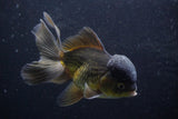 Thai Oranda  Bronze 5 Inch (ID#924To2b-88) Free2Day SHIPPING