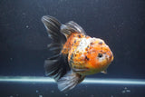 Giant Thai Oranda   Calico 7.5 Inch (ID#1008To10a-108)