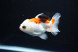 Juvenile Thai Oranda  Tricolor 3.5 Inch (ID#1112To13b-92) Free2Day SHIPPING