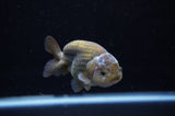 Ranchu  Lavender 3.5 Inch (ID#307R8c-61) Free2Day SHIPPING