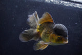 Thai Oranda  Bronze 5 Inch (ID#924To2b-88) Free2Day SHIPPING