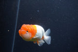 Juvenile Lionchu  Red White 3.5 Inch (ID#1231R11a-15) Free2Day SHIPPING