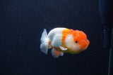 Juvenile Lionchu  Red White 3.5 Inch (ID#1231R11a-15) Free2Day SHIPPING