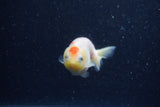 Baby Ranchu  Sakura 3 Inch (ID#1210R9c-51) Free2Day SHIPPING