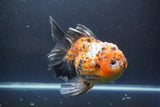 Giant Thai Oranda   Calico 7.5 Inch (ID#1008To10a-108)