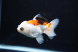 Juvenile Thai Oranda  Tricolor 3.5 Inch (ID#1112To13b-92) Free2Day SHIPPING