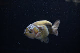 Ranchu  Lavender 3.5 Inch (ID#307R8c-61) Free2Day SHIPPING