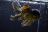 Thai Oranda  Bronze 5 Inch (ID#924To2b-88) Free2Day SHIPPING