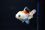 Juvenile Thai Oranda  Tricolor 3.5 Inch (ID#1112To13b-92) Free2Day SHIPPING