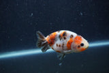 Juvenile Ranchu  Calico 3.5 Inch (ID#1224R9b-57) Free2Day SHIPPING