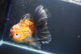 Giant Thai Oranda   Calico 7.5 Inch (ID#1008To10a-108)