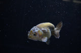 Ranchu  Lavender 3.5 Inch (ID#307R8c-61) Free2Day SHIPPING
