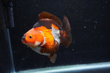 Ryukin  Tricolor 3.5 Inch (ID#408Ry1a-110) Free2Day SHIPPING