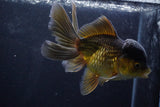 Thai Oranda  Bronze 5 Inch (ID#924To2b-88) Free2Day SHIPPING