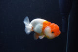 Juvenile Lionchu  Red White 3.5 Inch (ID#1231R11a-15) Free2Day SHIPPING