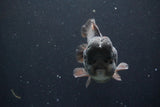 Short Body Thai Oranda  Black 4.5 Inch (ID#1004To14a-45) Free2Day SHIPPING