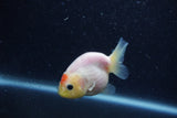 Baby Ranchu  Sakura 3 Inch (ID#1210R9c-51) Free2Day SHIPPING