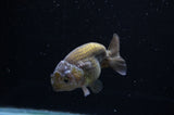 Ranchu  Lavender 3.5 Inch (ID#307R8c-61) Free2Day SHIPPING
