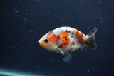 Juvenile Ranchu  Calico 3.5 Inch (ID#1224R9b-57) Free2Day SHIPPING