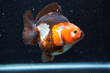 Ryukin  Tricolor 3.5 Inch (ID#408Ry1a-110) Free2Day SHIPPING